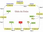 Ciclo De Krebs Ciclo De Acido Citrico Biomoleculas Images