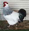 File:Light Sussex Rooster.jpg - Wikimedia Commons