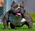 American Bully Small sizes | Bully breeds dogs, Bully dog, American bully