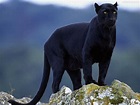 Pantera Negra | Wiki Reino Animalia | Fandom
