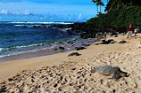Best Time to See Laniakea or Turtle Beach in Hawaii 2024 - Rove.me