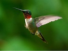 10 curiosidades de los colibríes - Mis Animales