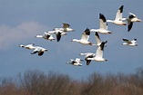 Las aves migratorias y sus procesos- Fundación Aquae