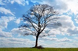 What Bare Trees Can Teach Us About Vulnerability | Measurable Greatness
