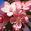 Pink Blossoms Close Up Picture | Free Photograph | Photos Public Domain