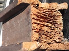 Termite Photos