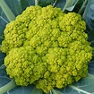 Brassica oleracea L. var. botrytis L 30 fresh seeds. Green | Etsy