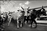 Donnernde Hufe Foto & Bild | world, b&w, tiere Bilder auf fotocommunity
