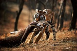 Predators and Prey - My Animal Project: The Bengal Tiger