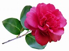 Camellia Flower Red - Free photo on Pixabay - Pixabay