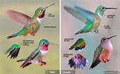 Hummingbird Identification: An Illustrated Guide to all 14 North ...