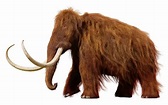 A step closer to resurrecting the woolly mammoth