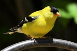 Iowa State Bird – Eastern Goldfinch – 50States.com – 50states