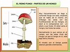 El reino fungi (hongos)