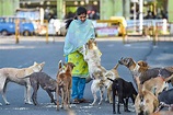 Helping Street Dogs