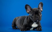 Black French Bulldog Cute Puppy, HD Animals, 4k Wallpapers, Images ...