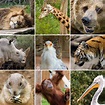 Imágenes de animales salvajes