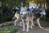 Oregon's Newest Wolf Pack May Be Growing | OutdoorHub