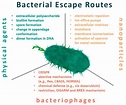 Antibiotics | Free Full-Text | Resistance and Adaptation of Bacteria to ...