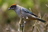 Tángara rastrojera (Aves de Villa de Leyva, Boyacá) · iNaturalist