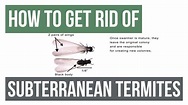 Best Way Treat Subterranean Termites | Termites Info