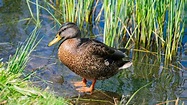Pato salvaje en su entorno natural en el estanque. | Foto Premium
