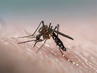 What Is Dengue Fever: Common Symptoms and Treatment