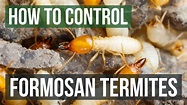 How to Control Formosan Termites - YouTube