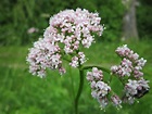 The benefits of Valerian | FyG Consultores