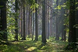 Poland's Primeval Forests - Naturetrek