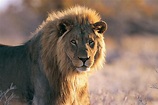 Animales salvajes (16 fotografías en alta resolución)