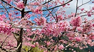 2020拉拉山櫻花季 - YouTube