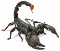 Scorpion Facts | Scorpion Information | DK Find Out