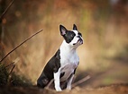 Boston Terrier - Charakter, Größe & Erziehung | Steckbrief