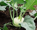 KANAYA Knol Khol Vegetable Fresh Hybrid Seed Price in India - Buy ...
