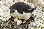 EGG-straordinary penguins and their eggs - Okido