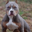 Lilac Tri-Colored Pocket American Bully Puppies for Sale | Venomline