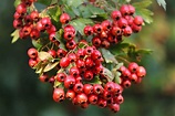 The History, Mythology, and Offerings of Hawthorn