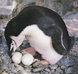 Chinstrap Penguin Eggs - Animal Spot