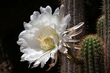 Cactus órgano flor » Huerto en casa