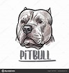Drawing Pitbull Head White Background Vector Illustration Stock Vector ...