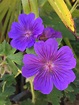 Blue geraniums in my garden | Flowers nature, Hardy geranium, Geraniums
