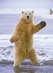 Polar Bear Dancing GIFs - Find & Share on GIPHY