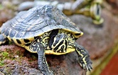 Wasserschildkröte - Arten, Lebensraum & Haltung