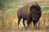 File:American bison k5680-1.jpg - Wikipedia