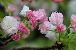 植物 櫻花 菊櫻 - Pixabay上的免费照片 - Pixabay