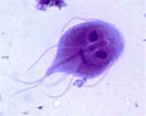 Life Under the Microscope: Giardia lamblia | My Kind of Science