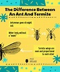 Ant VS Termite: What's The Difference? (With Pictures) - Pest Brigade