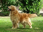 Golden Retriever: carácter, salud, cachorros y precio - Micachorro.net