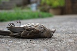 Bird Dead - Free photo on Pixabay
